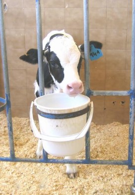 cows_milk66 (1)